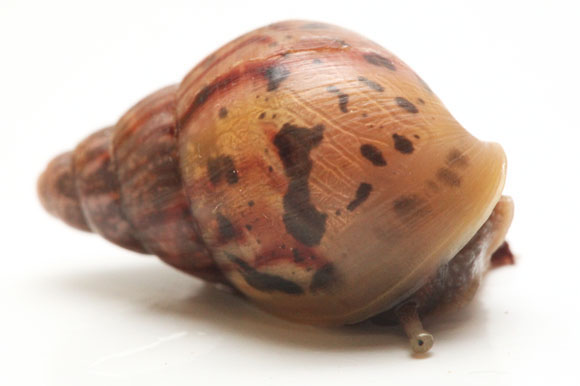 Lissachatina fulica Kandy, Sri Lanka juvenil
